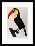 Histoire Naturelle Des Oiseaux De Paradis Et Des Rolliers Suivie De Celles Des Toucans Et Des Barbus by Anonymous