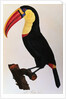 Histoire Naturelle Des Oiseaux De Paradis Et Des Rolliers Suivie De Celles Des Toucans Et Des Barbus by Anonymous