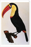 Histoire Naturelle Des Oiseaux De Paradis Et Des Rolliers Suivie De Celles Des Toucans Et Des Barbus by Anonymous