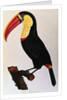Histoire Naturelle Des Oiseaux De Paradis Et Des Rolliers Suivie De Celles Des Toucans Et Des Barbus by Anonymous