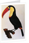 Histoire Naturelle Des Oiseaux De Paradis Et Des Rolliers Suivie De Celles Des Toucans Et Des Barbus by Anonymous