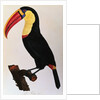 Histoire Naturelle Des Oiseaux De Paradis Et Des Rolliers Suivie De Celles Des Toucans Et Des Barbus by Anonymous
