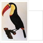 Histoire Naturelle Des Oiseaux De Paradis Et Des Rolliers Suivie De Celles Des Toucans Et Des Barbus by Anonymous