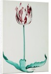 Tulips by Pieter Holsteijn II