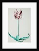 Tulips by Pieter Holsteijn II