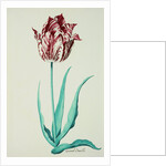 Tulips by Pieter Holsteijn II