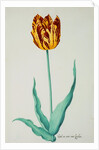 Tulips by Pieter Holsteijn II