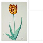 Tulips by Pieter Holsteijn II