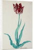 Tulips by Pieter Holsteijn II