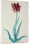Tulips by Pieter Holsteijn II