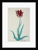 Tulips by Pieter Holsteijn II