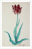 Tulips by Pieter Holsteijn II