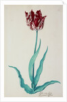 Tulips by Pieter Holsteijn II