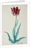 Tulips by Pieter Holsteijn II