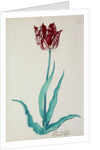 Tulips by Pieter Holsteijn II