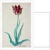 Tulips by Pieter Holsteijn II