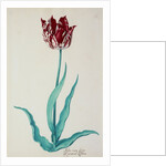 Tulips by Pieter Holsteijn II