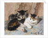 Best of Friends by Henriette Ronner-Knip