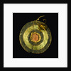 Arapaho Painted Hide Shield by Anonymous