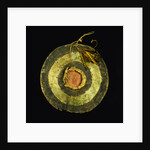 Arapaho Painted Hide Shield by Anonymous
