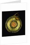 Arapaho Painted Hide Shield by Anonymous