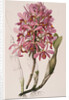 Lithograph of Orchids: Laelia Superbiens by James Bateman