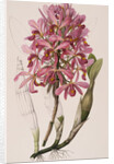 Lithograph of Orchids: Laelia Superbiens by James Bateman