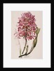 Lithograph of Orchids: Laelia Superbiens by James Bateman