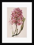 Lithograph of Orchids: Laelia Superbiens by James Bateman