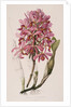 Lithograph of Orchids: Laelia Superbiens by James Bateman