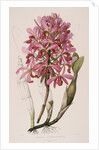 Lithograph of Orchids: Laelia Superbiens by James Bateman