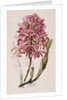 Lithograph of Orchids: Laelia Superbiens by James Bateman