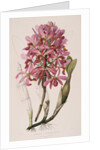 Lithograph of Orchids: Laelia Superbiens by James Bateman