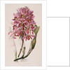 Lithograph of Orchids: Laelia Superbiens by James Bateman