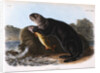 The Sea Otter by John James Audubon