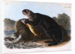 The Sea Otter by John James Audubon