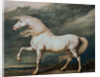 Adonis, King George III's Favorite Charger by James Ward