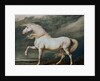 Adonis, King George III's Favorite Charger by James Ward