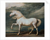Adonis, King George III's Favorite Charger by James Ward