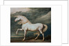 Adonis, King George III's Favorite Charger by James Ward