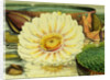 Illustration of the Royal Water-Lily Victoria Regia by Anonymous