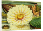 Illustration of the Royal Water-Lily Victoria Regia by Anonymous