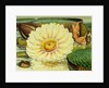 Illustration of the Royal Water-Lily Victoria Regia by Anonymous