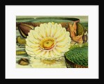 Illustration of the Royal Water-Lily Victoria Regia by Anonymous