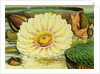 Illustration of the Royal Water-Lily Victoria Regia by Anonymous
