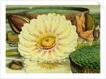 Illustration of the Royal Water-Lily Victoria Regia by Anonymous