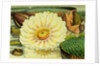 Illustration of the Royal Water-Lily Victoria Regia by Anonymous