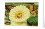 Illustration of the Royal Water-Lily Victoria Regia by Anonymous