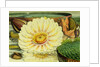 Illustration of the Royal Water-Lily Victoria Regia by Anonymous