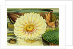 Illustration of the Royal Water-Lily Victoria Regia by Anonymous
